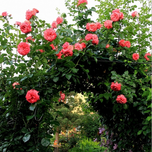 Белая с красной каймой - Лазающая плетистая роза (клаймбер) 